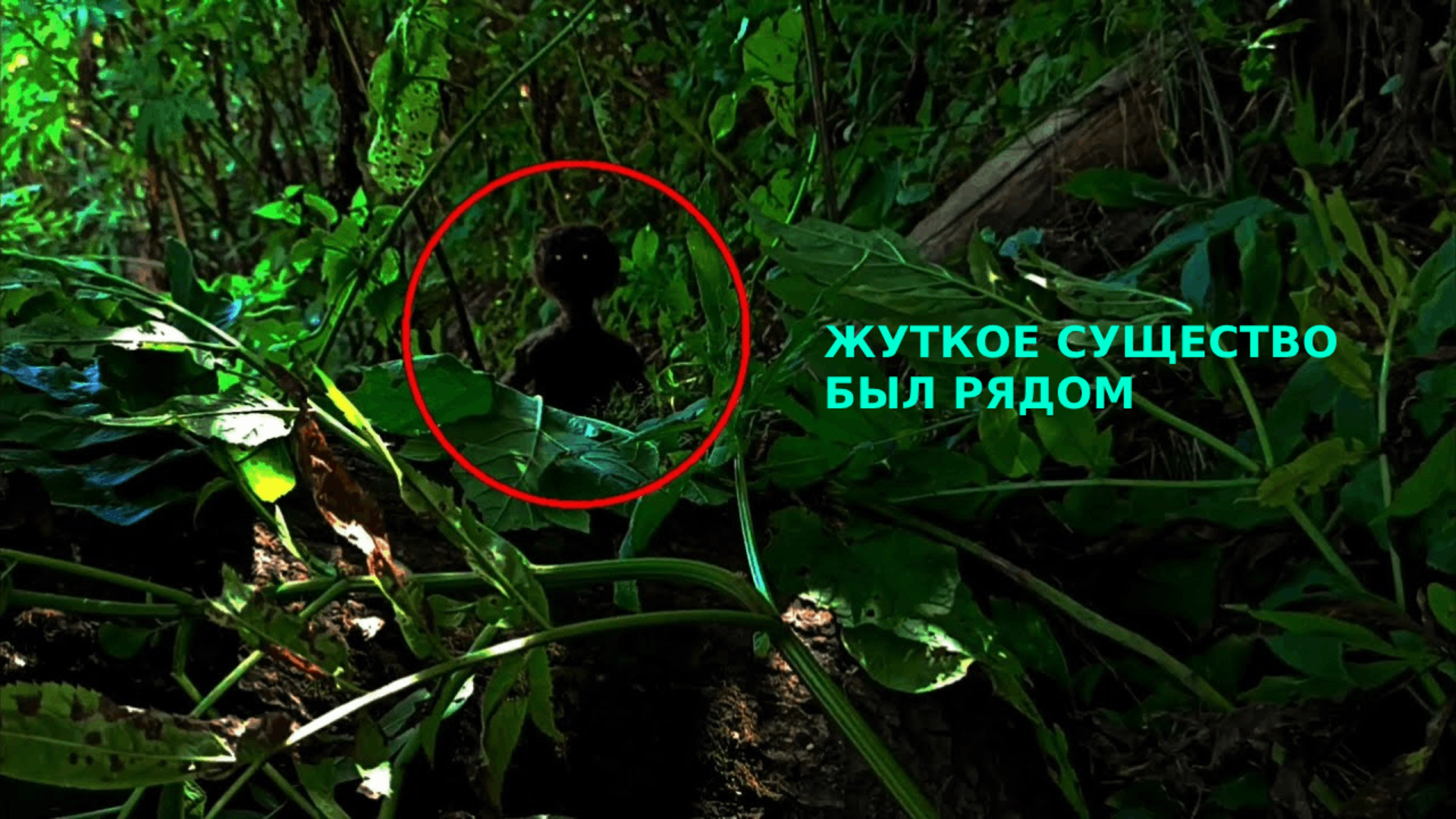 Гуманоид или какое то неизвестное существо снят на камеру в лесу! может это гном
