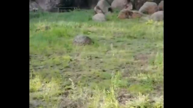 Варварина гора (Шаман-камень).