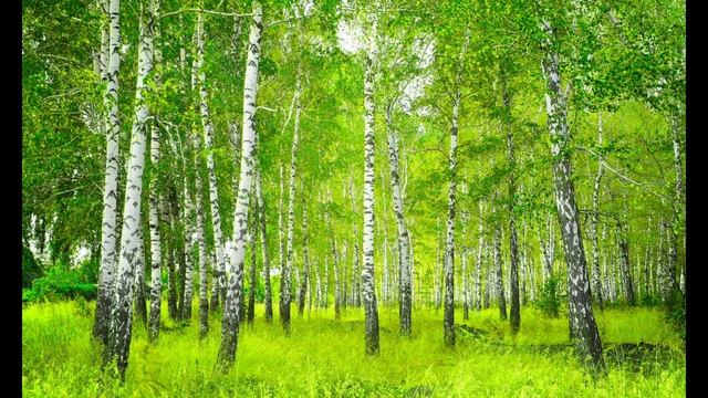 Звуки леса для отдыха, для души, для сна. Березовый лес. Звуки живой природы. Пение птиц!