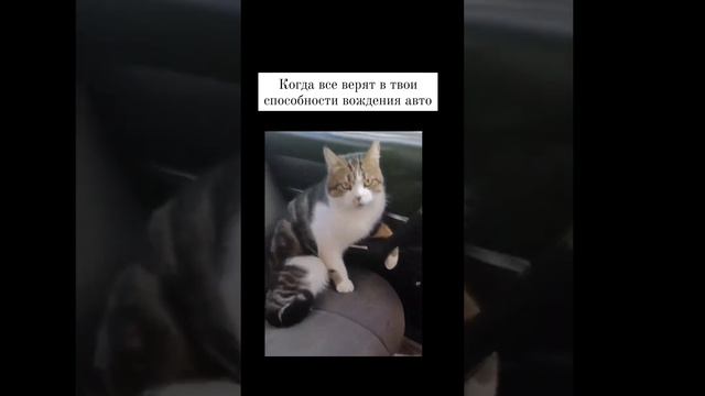 Когда все занют как ты водишь машину🤣