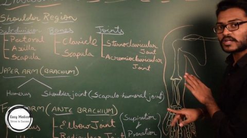 INTRODUCTION TO BONES OF UPPER LIMB (TELUGU)