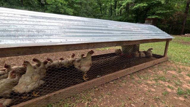 Raising Meat CHICKENS - Start to Finish