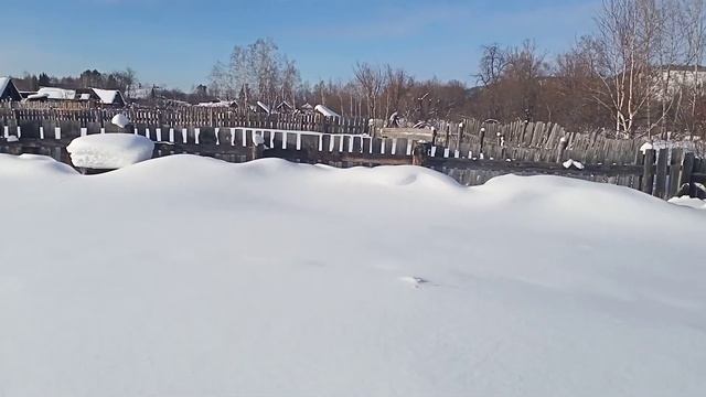 Зимовка Пчел на воле