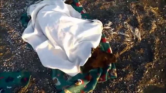 Черныш на море  В нашу кампанию  влился еще один  хвостатый