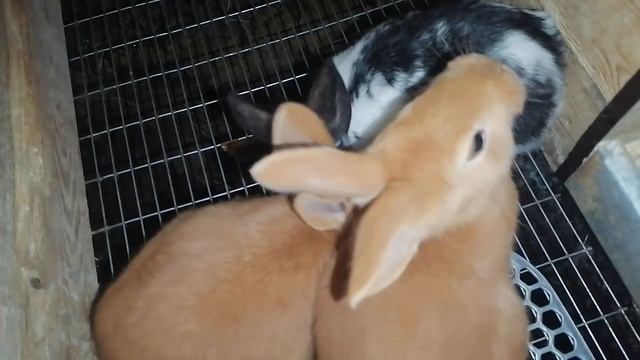 НЕМНОГО О СЕЛЬСКОЙ ЖИЗНИ, НАПИСАЛ ЗАЯВЛЕНИЕ В МИЛИЦИЮ