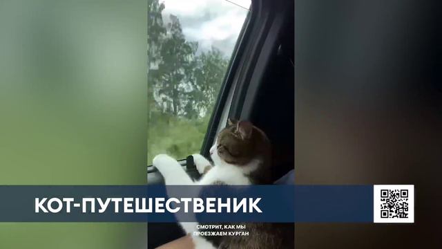Курьер рассказал, как перевозил кота из Нижнекамска в Омск
