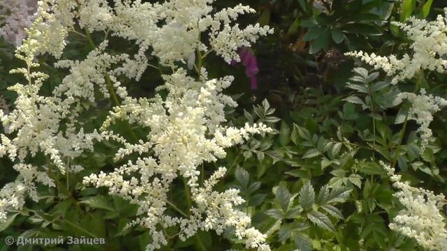 Астильба Арендса Браутшлеер - Brautschleier Astilbe arendsii
