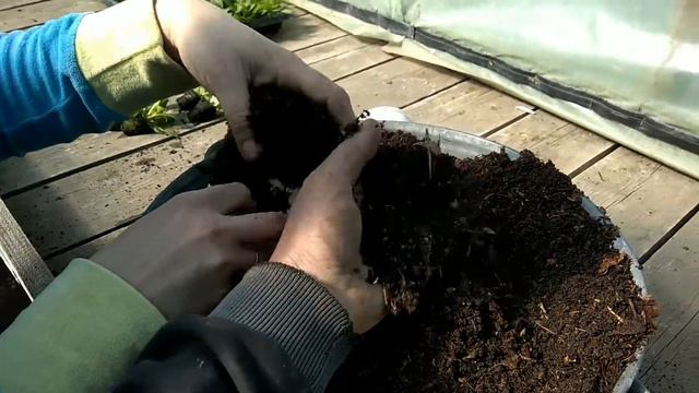 ВТОРАЯ ПИКИРОВКА ПЕТУНИИ