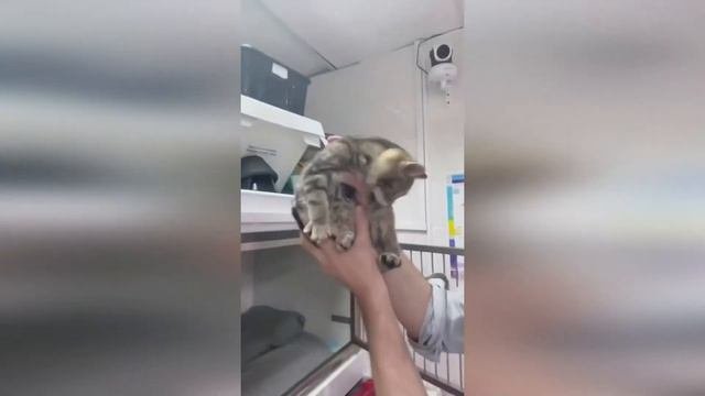 Дима Билан и его коты Соломон и Июнь