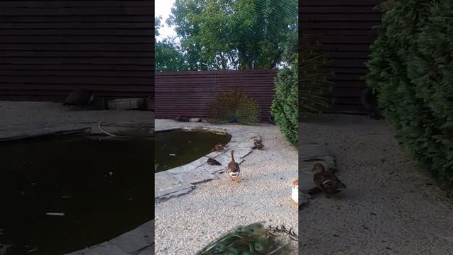 Павлин раскрыл свой хвост!