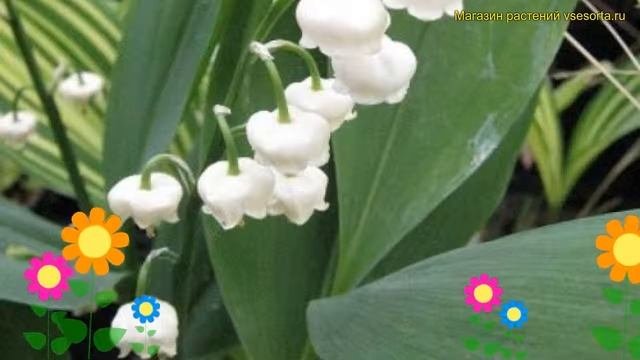 Ландыш майский Дореен. Краткий обзор описание характеристик где купить convallaria majalis Doreen