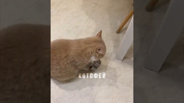 приколы котов