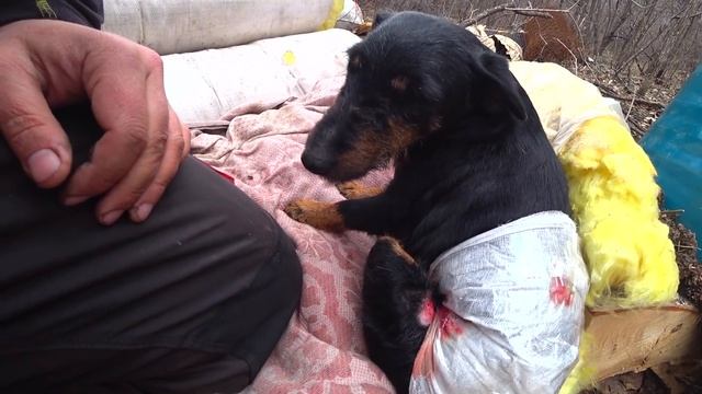 ПАЛЬМУ РВАНУЛ МЕДВЕДЬ НА НОВОМ УЧАСТКЕ ПОД ПАСЕКУ. Продолжаем переезд на новый участок в тайге 4.