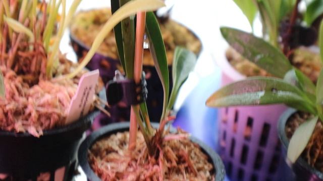 Дракулы и Pleurothallis tribuloides