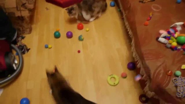 Симпатичные кошки играют в шары, с собакой - Симпатичные кошки и котята. сборник