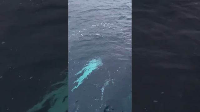 Киты в Териберке. Баренцево море