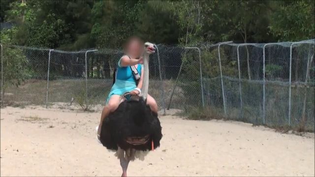 Ostrich ride  Верхом на страусе