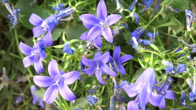 Trailing bellflower,Campanula poscharskyana,balkáni harangvirág