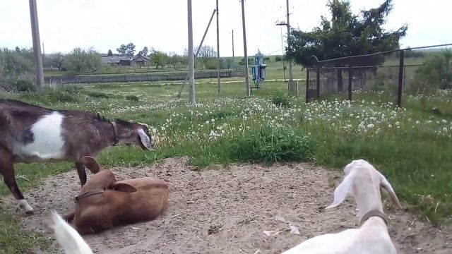 НУБИЙСКИЕ КОЗЫ.ВИДЕО ПРИВЕТ.
