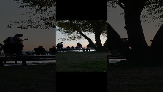 во что вытворяет парк дельфин