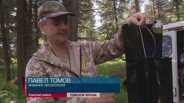 Опасный вредитель атаковал кедры Томской области