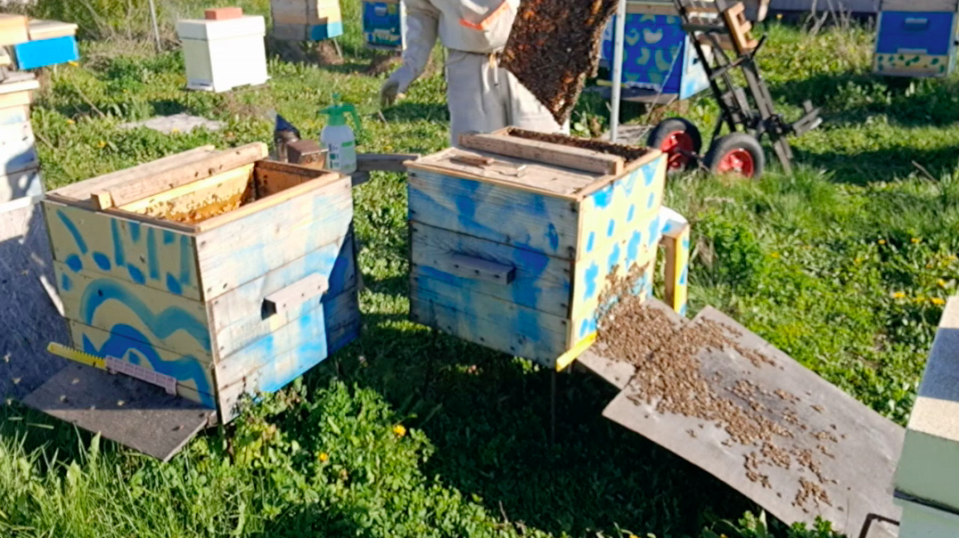 Делаю отводки пчелиных семей без поиска матки, обрабатываю пчёл от клеща эфирными маслами