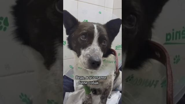 Песик, спасённый за 2 часа до усыпления, спустя полгода
