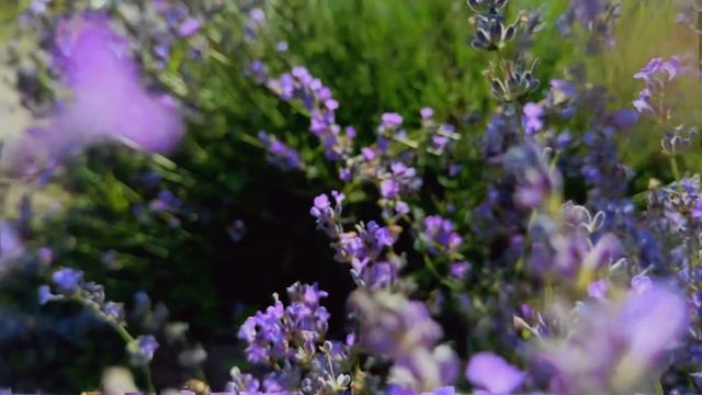 ЛАВАНДОВОЕ ПОЛЕ | уголок, где можно насладиться великолепием фиолетовых полей лаванды!