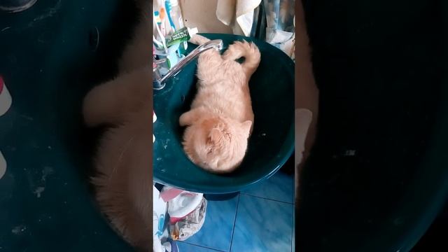 Сон в раковине