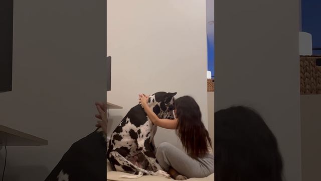 A Dog Owner Gives Her Great Dane A Hug   ViralHog
