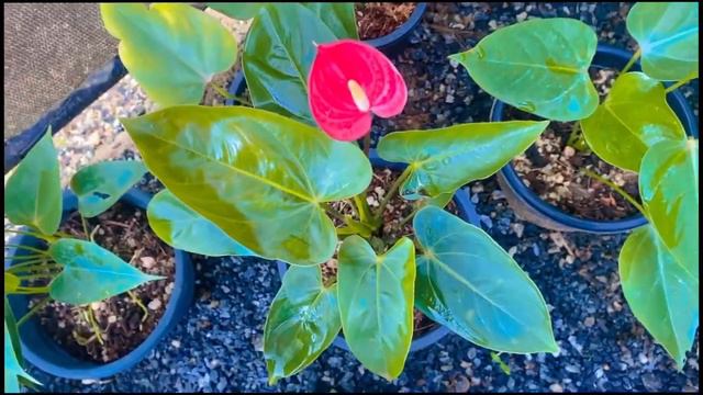 🇱🇰මෙන්න අඩුවට ඇන්තුරියම් පැල - Anthurium Plants Price Sri lanka