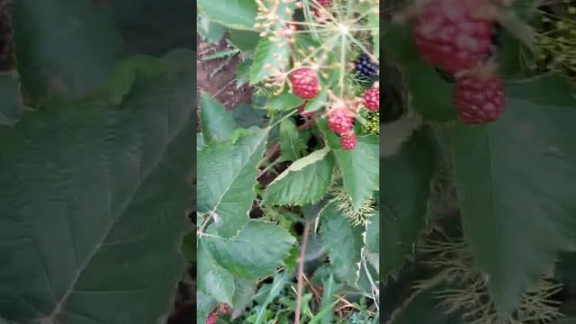 МОЙ МАЛЕНЬКИЙ РАЙ.