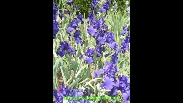 #Выставка #ирисы #Сад цветов Екатерины Ляшенко