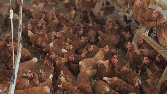 How to produce organic eggs - Η διαδικασία παραγωγής βιολογικών αυγών