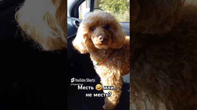 Месть или не месть?