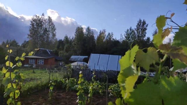 Выращивание винограда в 1 год жизни в Ленинградской области.