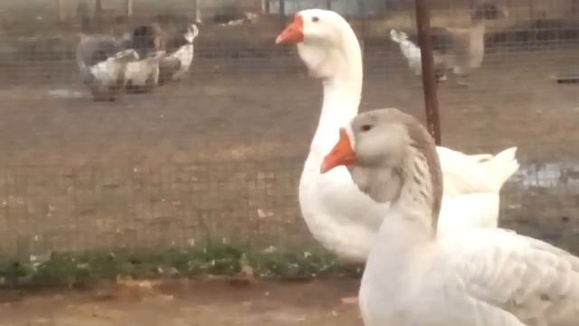 Холмогорские гуси в Орле