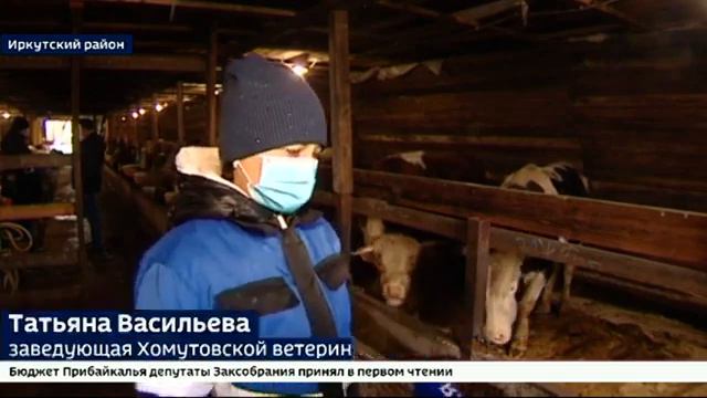 В Прибайкалье запустили пилотный проект АС 'REGAGRO' по идентификации скота xmTzHYBVnkE 640x360