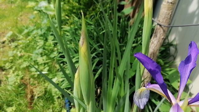 Ирис Спуриа (Iris spuria) - начало цветения 2024