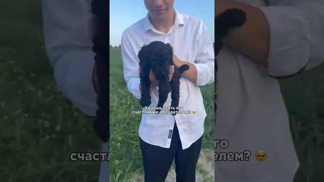 Милый щенок в поиске своих хозяев 🐶❤️