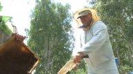 03 07 2014 пчелы