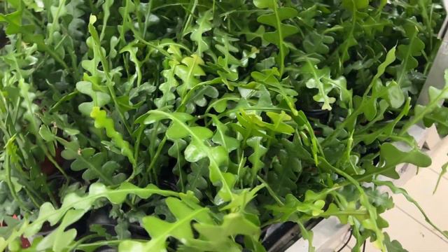 CT花店 - 新上架的平价的小花 - 还要打折