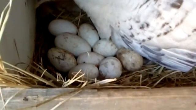 Индюшка села на гнездо,подложил гусиные яйца.