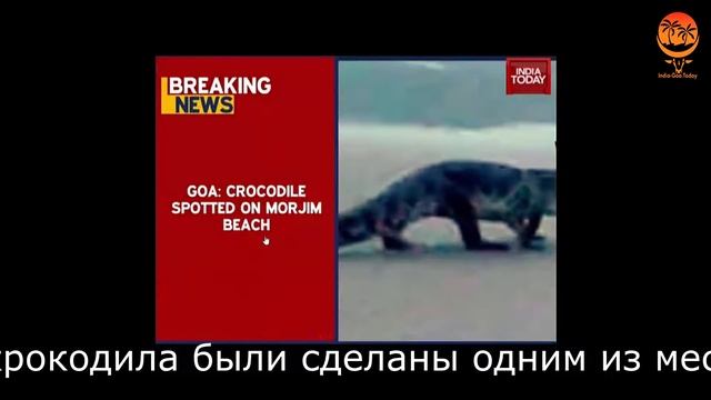 Пресноводный крокодил