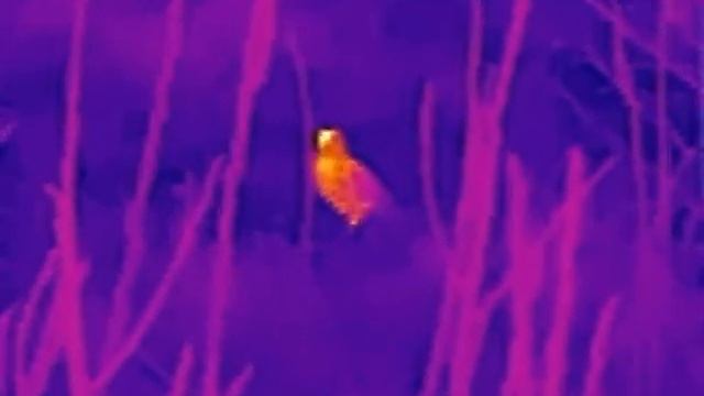 American Woodcock through Zeiss DTI 3/25 thermal camera - Bécasse d'Amérique par caméra thermiques.