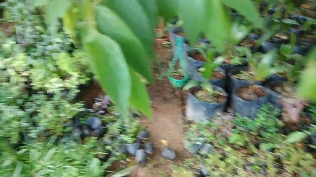 Start Gardening with this beautiful hardy plants || beauty of nature ||