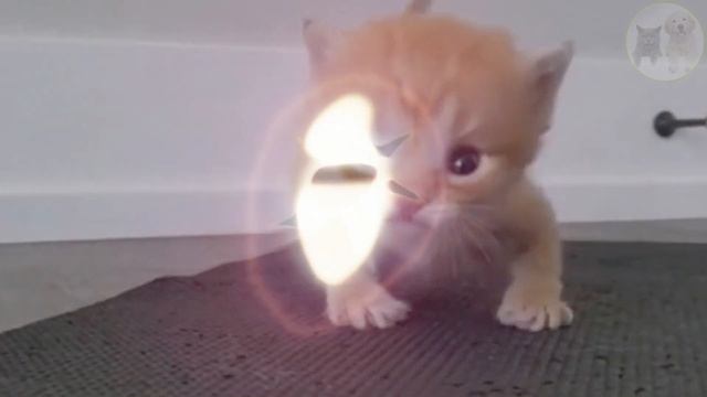 Kitten with crooked paws who wants to live very much