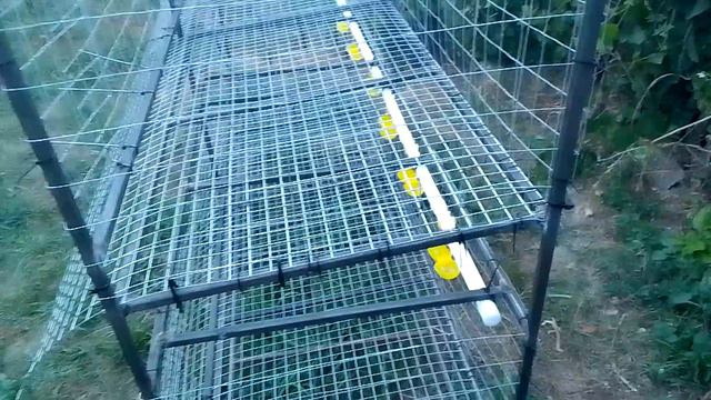 Клетка для несушек