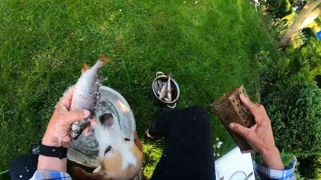 КАК ПРАВИЛЬНО ЧИСТИТЬ ОКУНЯ