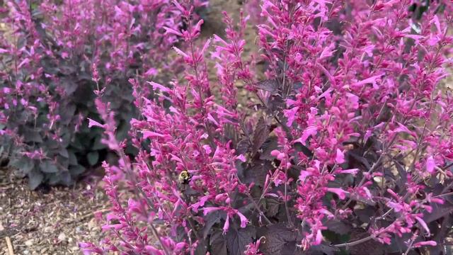 Royal Raspberry Agastache Hyssop